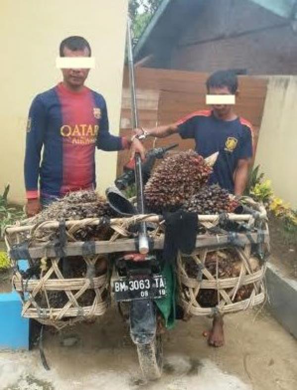 Curi Sawit dari Kebun Milik Orang Lain, Dua Pria Ditangkap