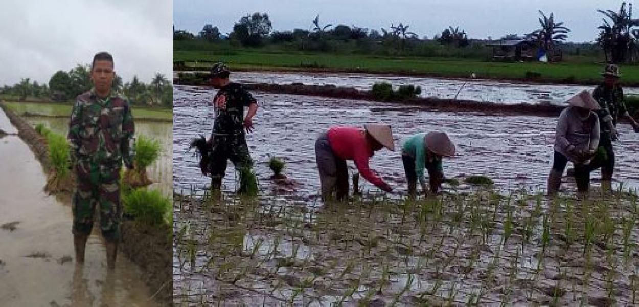 Danramil 03/Tempuling Dukung Gerakan Percepatan Perluasan Tanaman Padi di Kec. Kempas