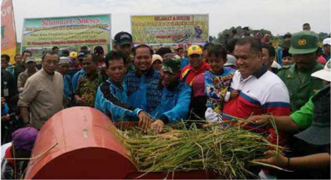 Koramil 04/Pasir Penyu Panen Raya Bersama Poktan Makmur Karya