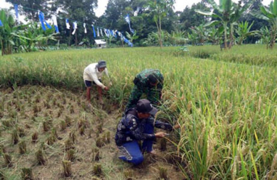 Petani Rimbo Hapar Kecamatan Rambah Belum Tersentuh Alsintan