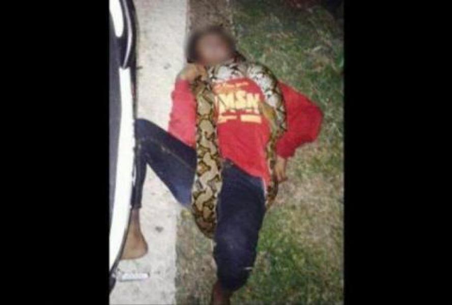 Tewaskan Pawang, Ular Sanca di Penjara di Polsek Karangmalang