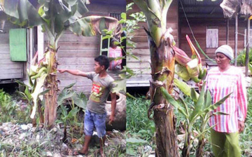 Unik Batang Pisang di Rohil Ini, Duluan Buah dari Jantungnya
