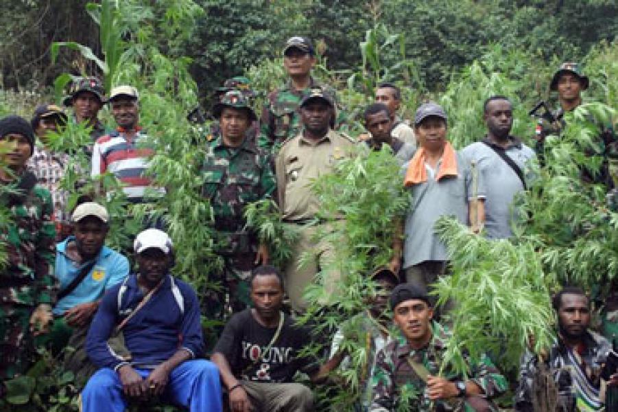 Yonif Raider 700/WYS Temukan Ladang Ganja di Perbatasan RI-Papua Nugini