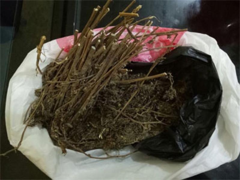 Miliki Ganja Seberat 180 Gram, Dua Pria Diamankan Polsek Limapuluh
