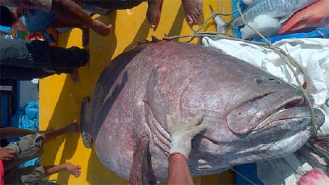 Nelayan Halmahera Tangkap Ikan Kerapu Raksasa