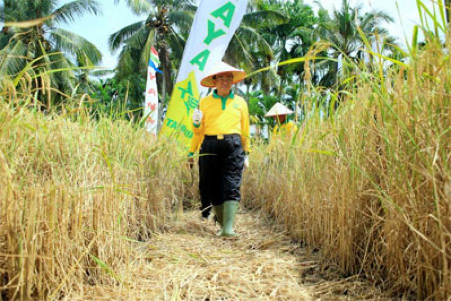 Opsus Pajalai, Bupati Inhil Ikuti Panen Raya Padi Di Keritang