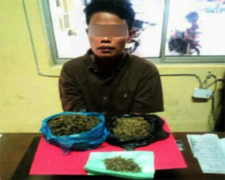 Polres Kuansing Tangkap Seorang Wanita Pengedar Daun Ganja