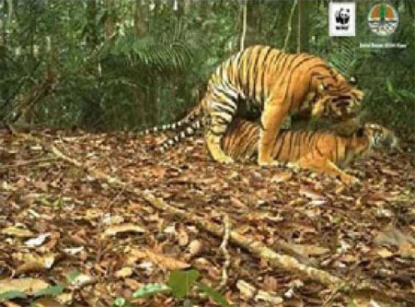 WWF-BBKSDA Riau Intip Harimau ‘Kawin’ di Landskap Tesso Nilo
