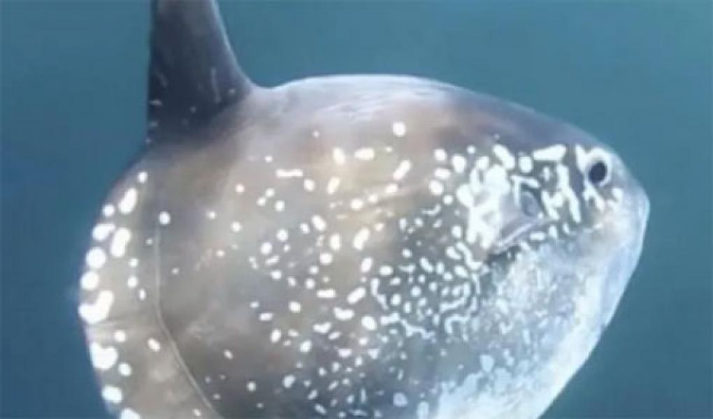 Wow! Ilmuwan Temukan Spesies Ikan Raksasa