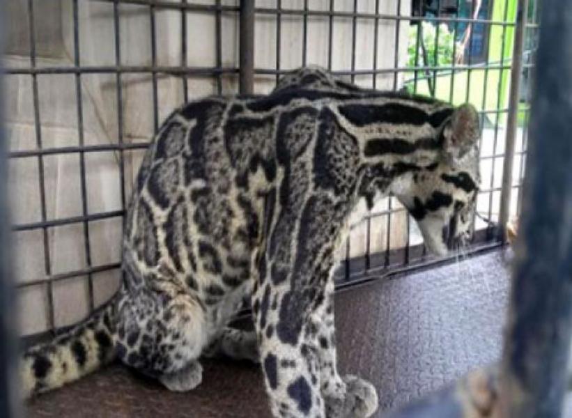 BBKSDA Riau Evakuasi Macan Dahan dari Pemukiman Warga Rengat