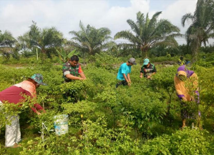 Babinsa Bantu Petani Panen Cabai