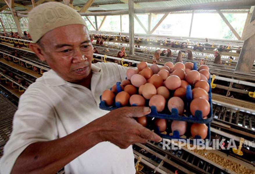 Biang Keladi Meroketnya Harga Telur Ayam