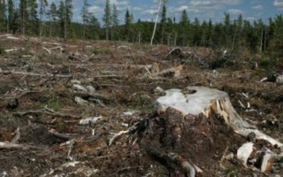Diduga Camat dan Kades Bencah Kelubi Terbitkan Surat Tanah Di Kawasan Hutan
