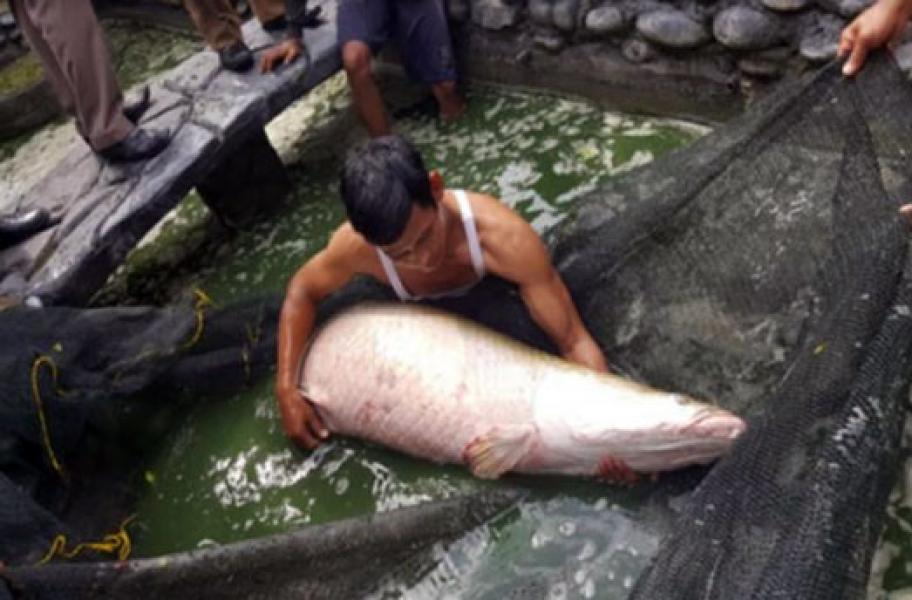 Warga Pekanbaru Serahkan Ikan Arapaima Gigas dan Aligator ke DKP Riau