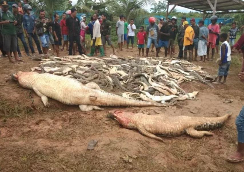 Warga Sorong Bantai Ratusan Buaya Bikin Warganet Meradang