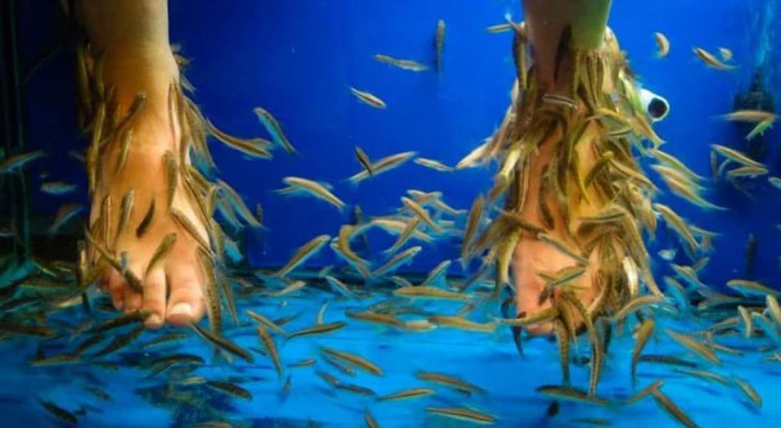 8 Manfaat Terapi Ikan bagi Kesehatan Berikut Bahayanya