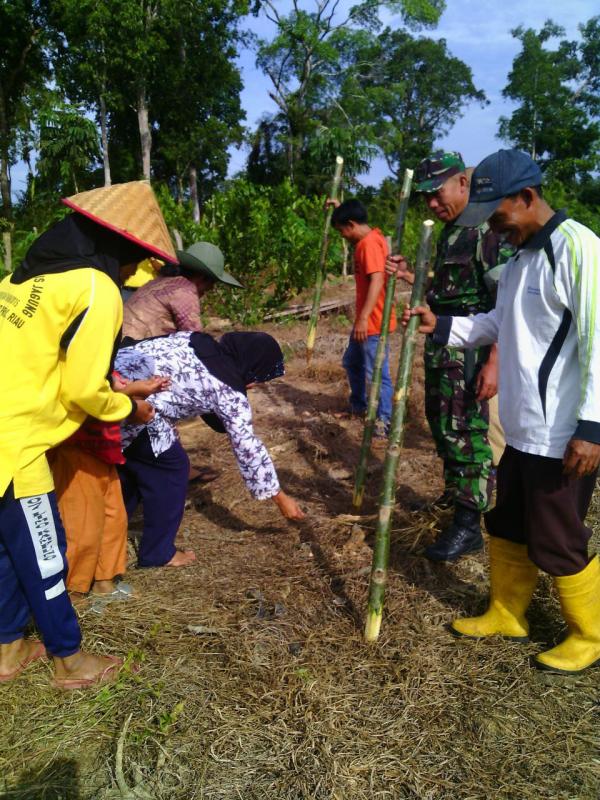 Dukung Program TMMD ke 105 Kodim 0313/KPR, Babinsa Bantu Petani Tanam Jagung