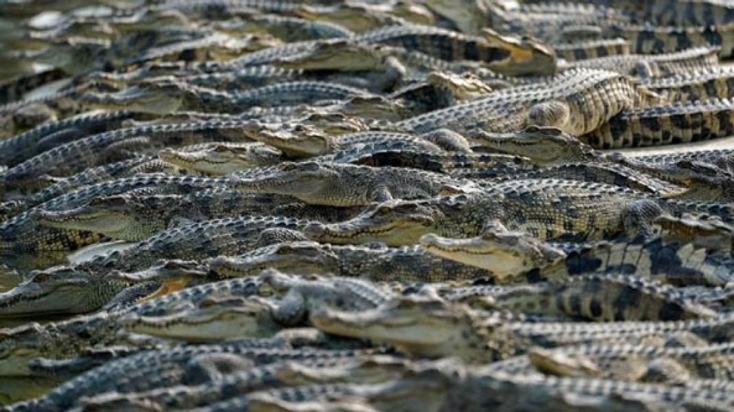 Lepas dari Pengawasan, Balita di Kamboja Tewas Dimakan Buaya