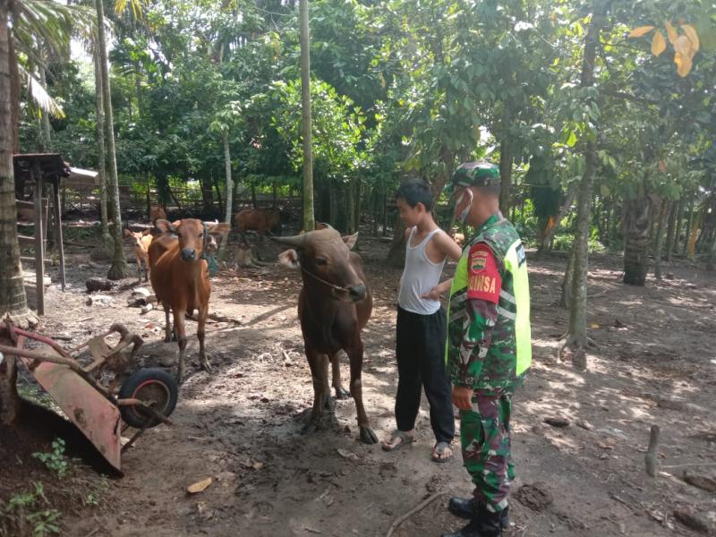 Babinsa Koramil 06/SH Cek Harga Hewan Qurban di Wilayah Binaannya
