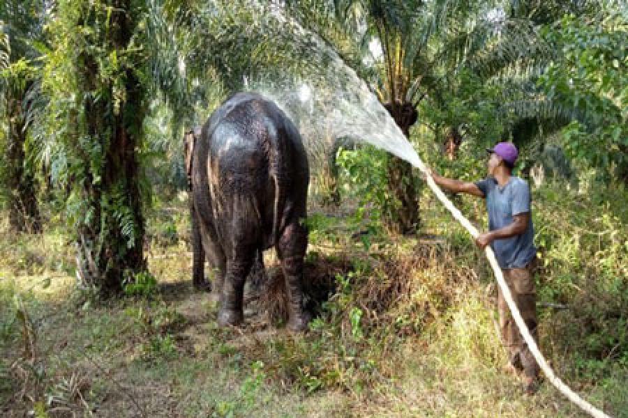 Gandeng Pecinta Satwa, BBKSDA Riau Evakuasi Gajah Betina Usia 50 Tahun