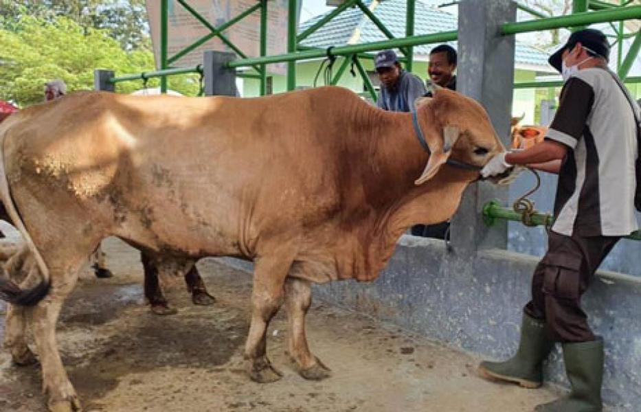 Ibu Hamil, Anak-Anak dan Lansia Dilarang Nonton Penyembelihan Hewan Kurban