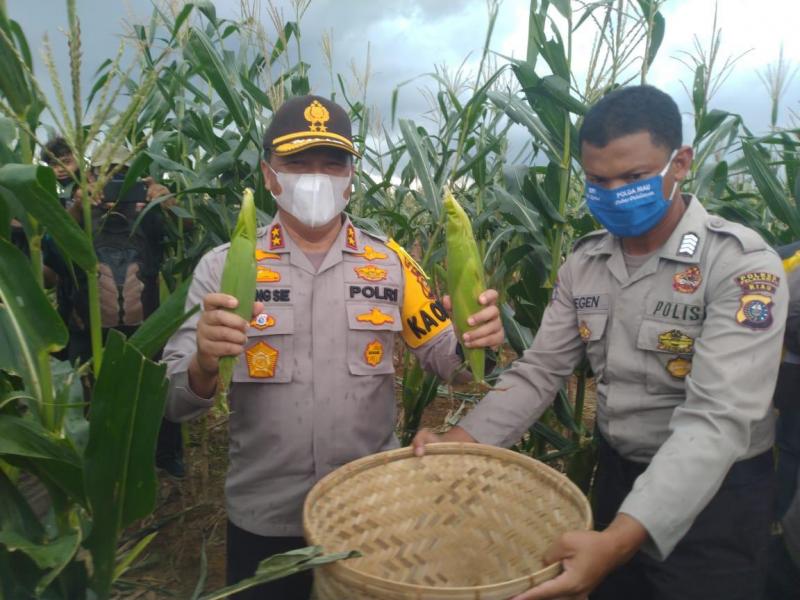 Kapolda Riau Panen Jagung Perdana Program Ketahanan Pangan di Pelalawan