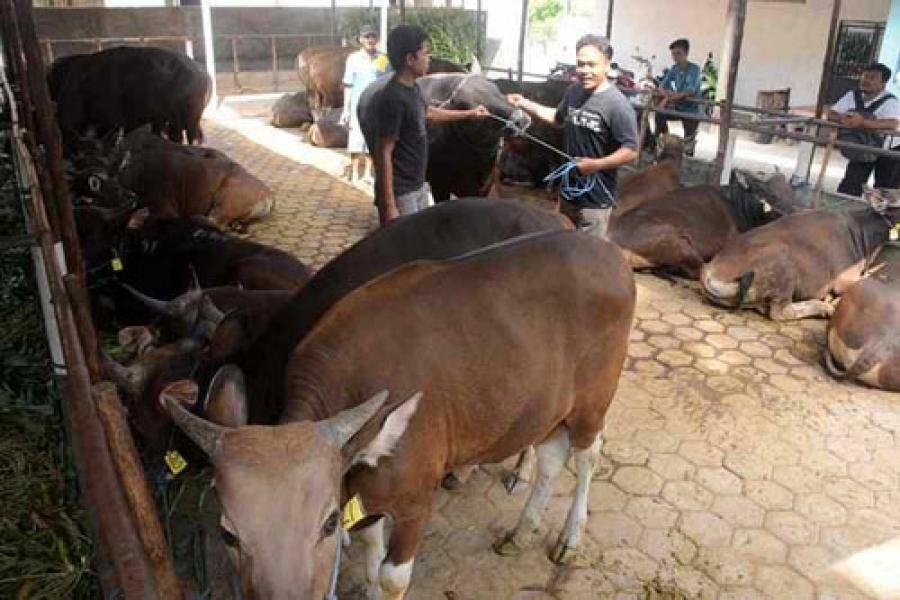 Kebutuhan Hewan Kurban di Pekanbaru Capai 11 Ribu Ekor