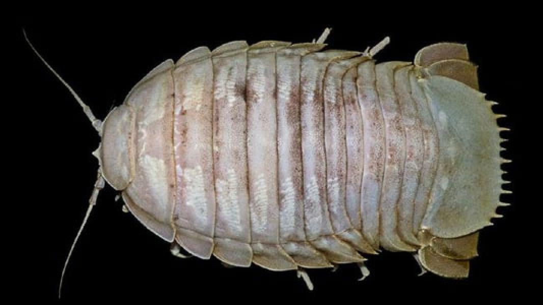 LIPI Temukan Kecoak Raksasa di Laut Indonesia
