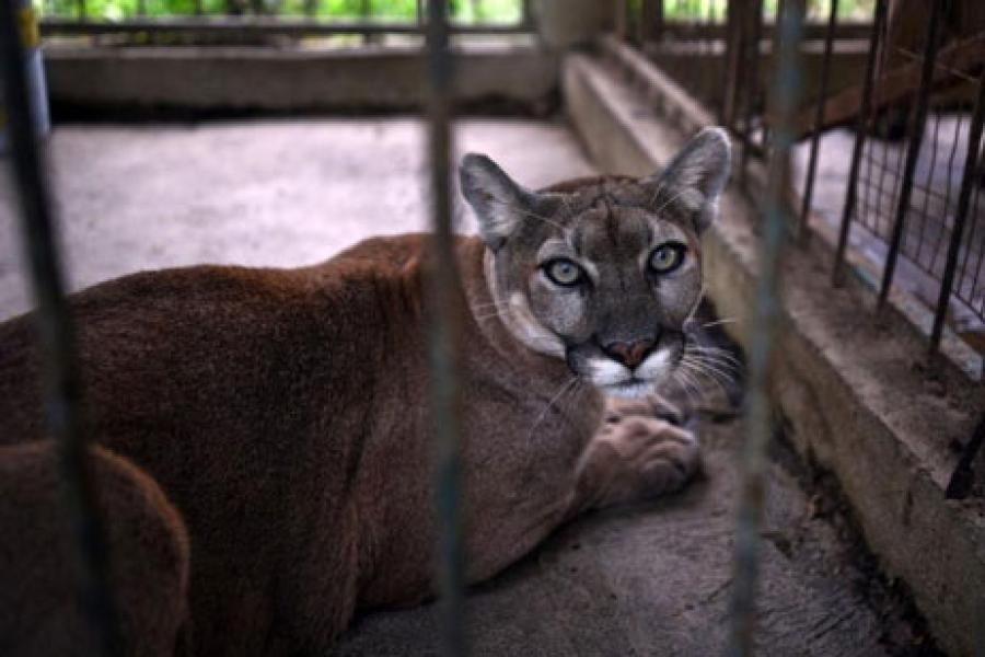 Lari ke Hutan Bersama Seekor Puma, Mantan Tentara Jadi Buronan Polisi
