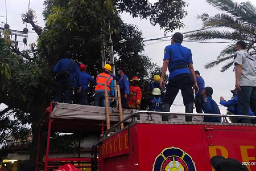 Pemborong Mangga Tewas Tersengat Listrik Tegangan Tinggi