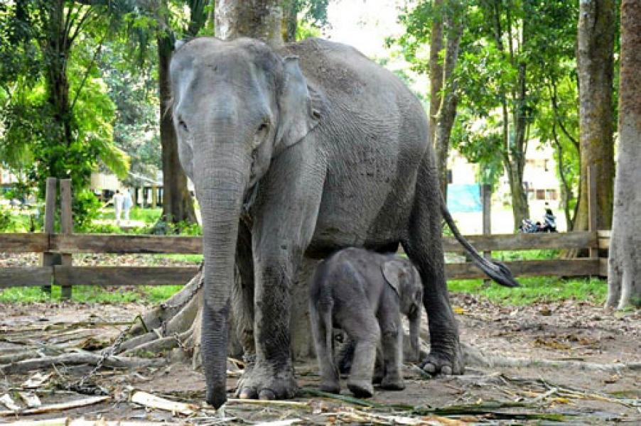 Seekor Bayi Gajah Jantan Lahir di TWA Buluh Cina, Gubri Beri Nama Damar