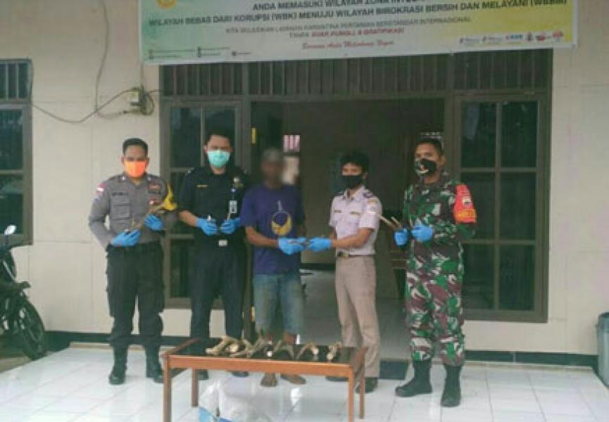 Sinergitas TNI-Polri dan CIQS PLBN Sota Berhasil Gagalkan Penyelundupan Tanduk Rusa