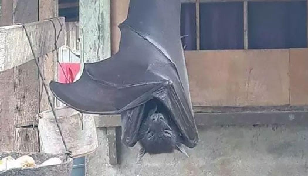 Viral! Kelelawar Seukuran Manusia Ada di Filipina