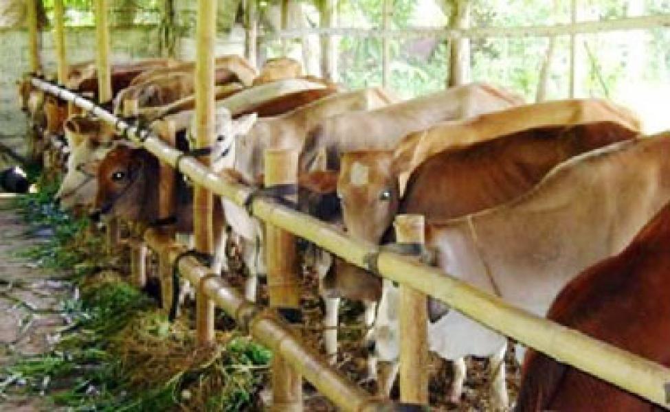 Dewan Minta Produksi Ternak Sapi Siak Tidak Dijual ke Luar