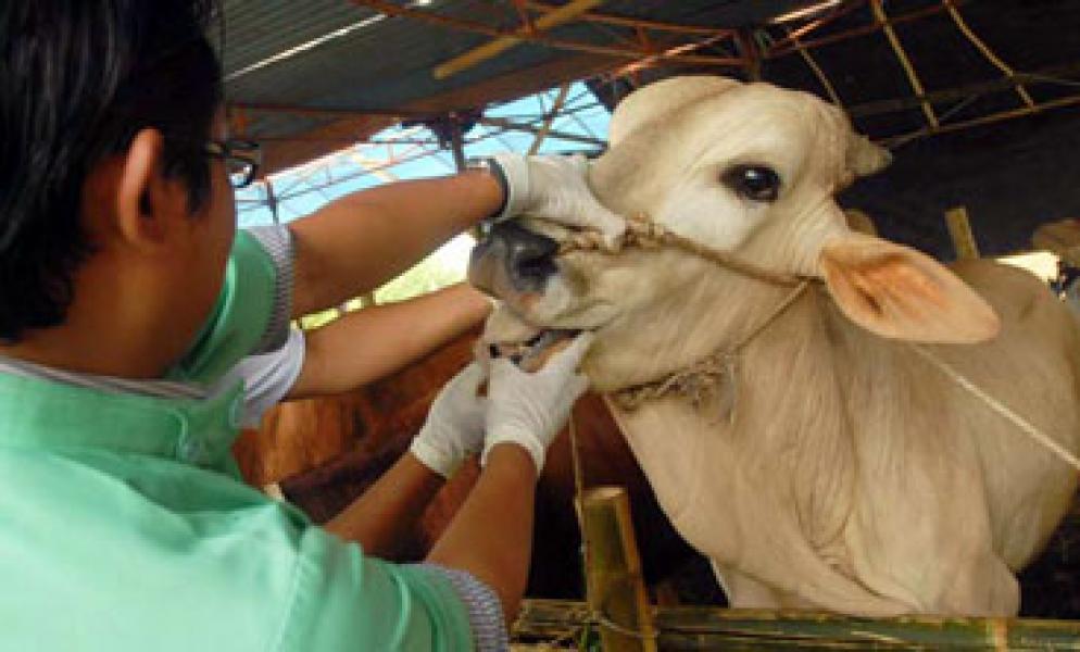 Disnak Antisipasi Masuknya Sapi Berpenyakit ke Riau