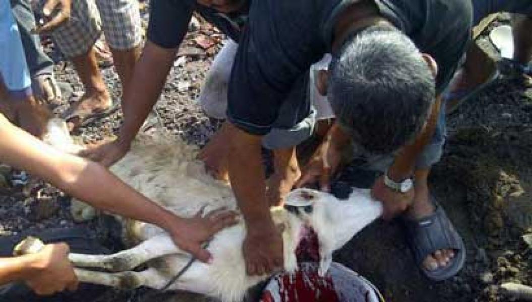 Jokowi Menang Warga Siberida Potong Kambing