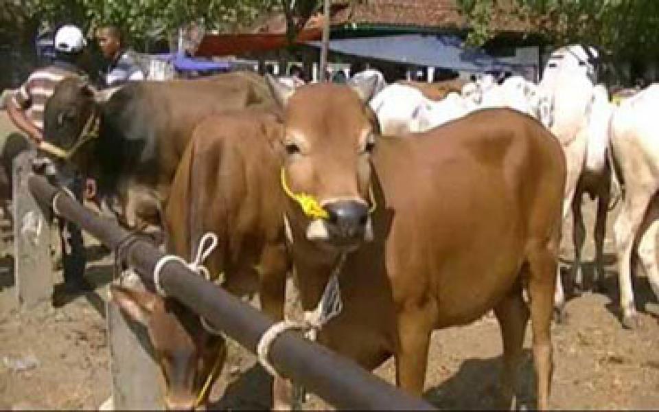Kebutuhan Sapi Kurban Tahun ini Capai 23 Ribu Ekor