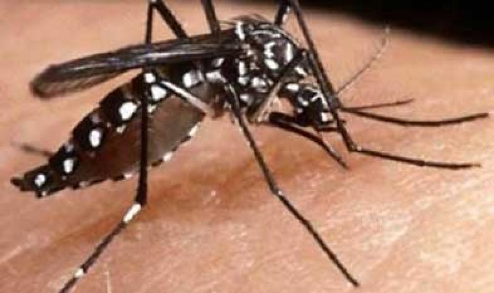 Malaria kebal Antibiotik Menyebar di Asia Tenggara