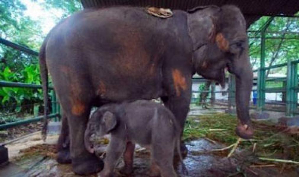 Foto Anak Gajah Dipasung di Ragunan Hebohkan Dunia