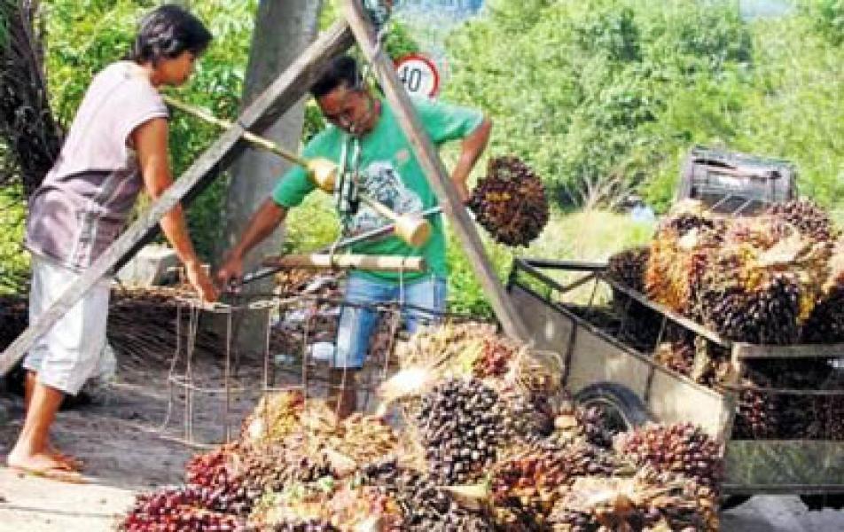 Harga Anjlok Hingga Rp300 per kilo, Petani Sawit di Riau Mengeluh