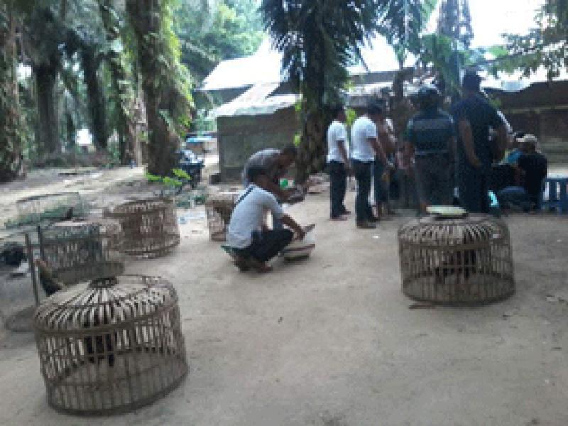 Polres Pelalawan Tangkap Pelaku Judi Sabung Ayam