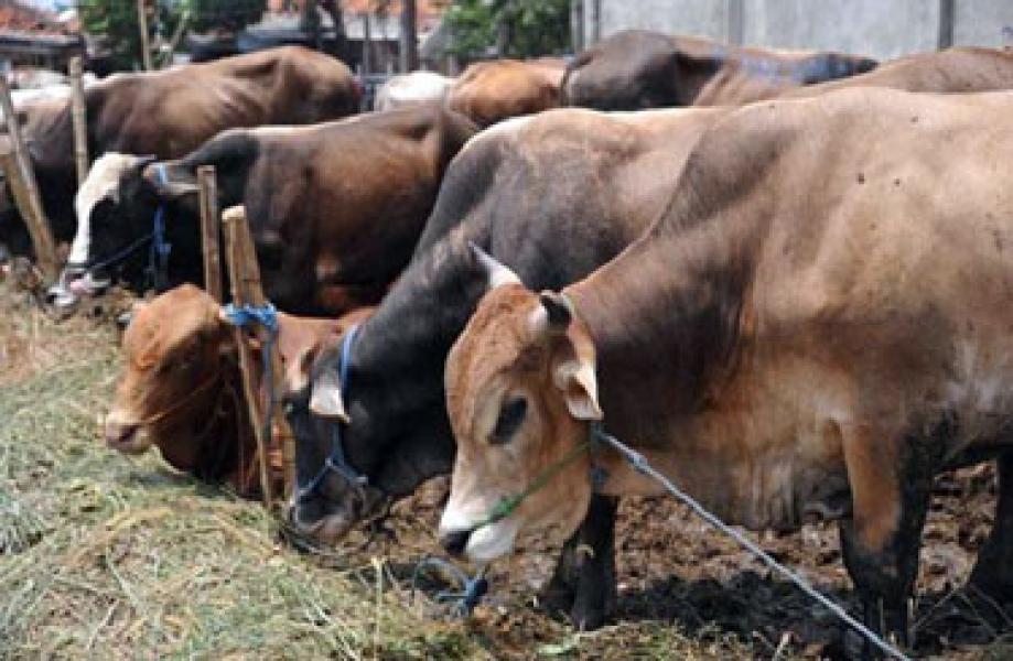 Hadapi Idul Adha Kebutuhan Hewan Qurban di Pelalawan Capai 1600 Ekor