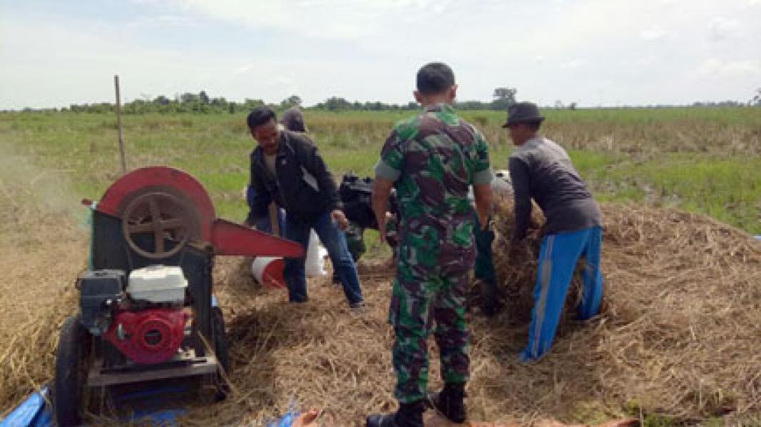 Komandan Kodim 0314 Inhil Ikut Serta Panen Padi di Dusun Panglima