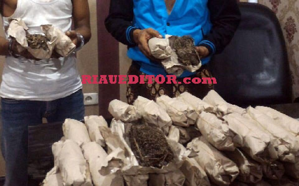 Polsek Senapelan Gagalkan Penyeludupan 5,4 Kg Ganja Kering Siap Edar