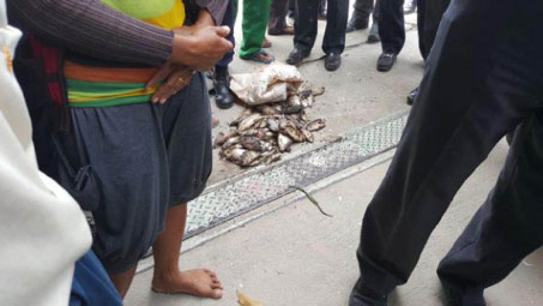 Sampel Ikan Mati Tak Terdiagnosa, Pengujian Dugaan Limbah Beracun PT RAPP Bertumpu Pada Sampel BLH