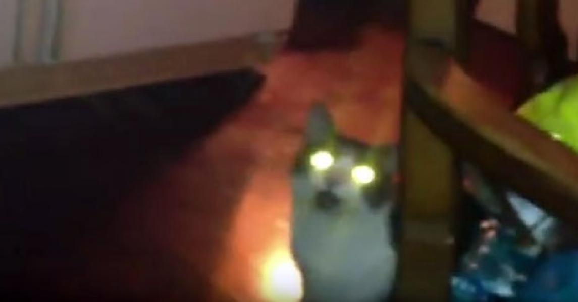 Tahukah Anda, Mengapa Mata Kucing Bersinar saat Gelap?