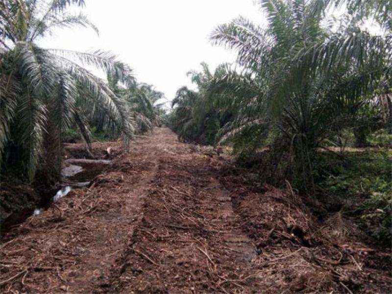 “Kalau Serius Sejahterakan Masyarakat” Pemda Kampar Mesti Selesaikan Persoalan Kebun KKPA