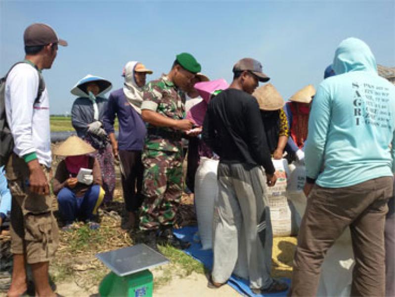 Babinsa Koramil 12/Pwk Sabak Auh Dukung Serapan Gabah Bulog
