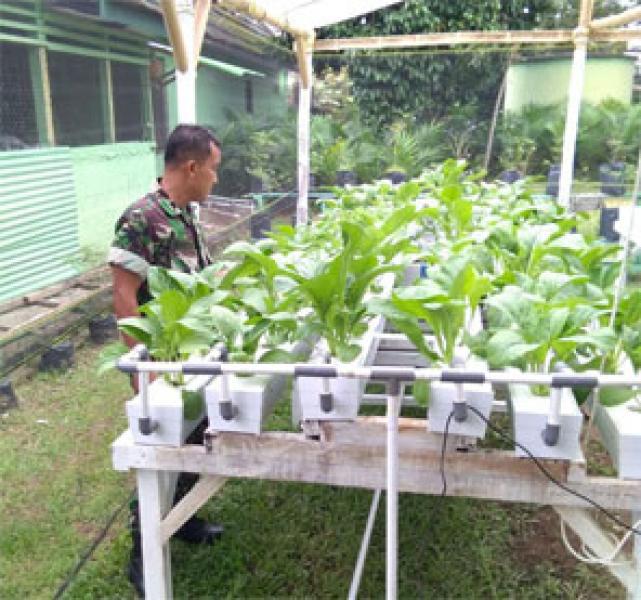 Begini Anggota Koramil 01/Rengat Rawat Tanaman Hidroponik Di Sekitar Kantor