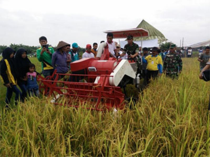 Dandim 0320/Dumai Dampingi Walikota Panen Raya Di Kelurahan Tanjung Penyembal